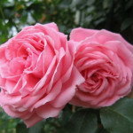 Миниатюра 1. Роза 