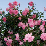 Миниатюра 3. Роза 