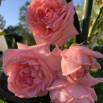 Миниатюра 4. Роза 