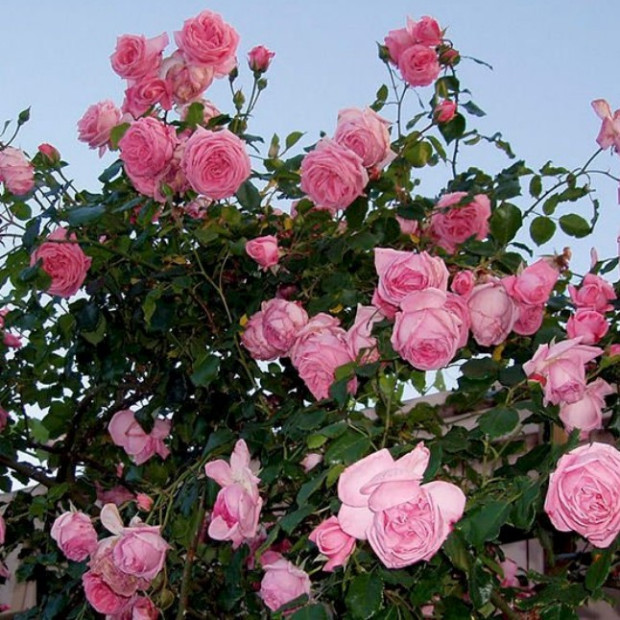 Фото 3. Роза 