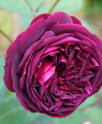 Роза Falstaff в каталоге СЦ Корекозево