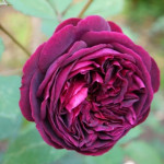 Миниатюра 1. Роза 