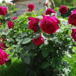 Миниатюра 2. Роза 