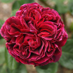 Миниатюра 3. Роза 