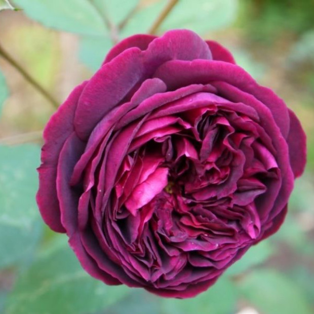 Фото 1. Роза 