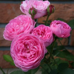 Миниатюра 1. Роза 