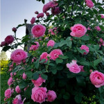 Миниатюра 3. Роза 