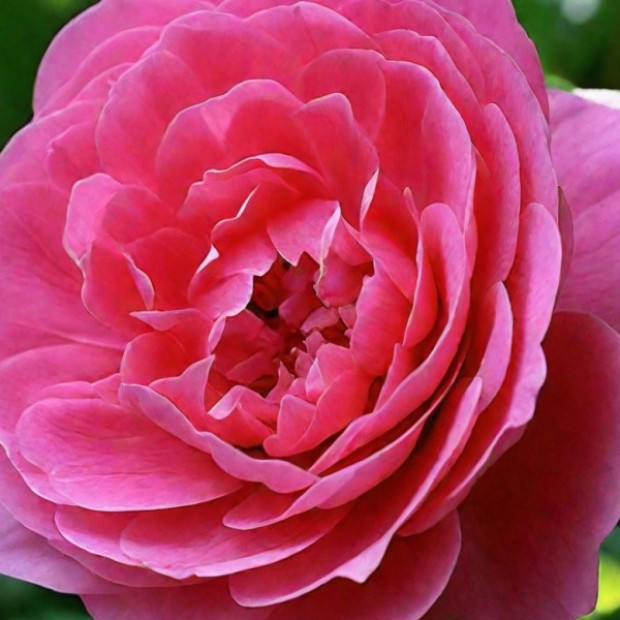 Фото 4. Роза 