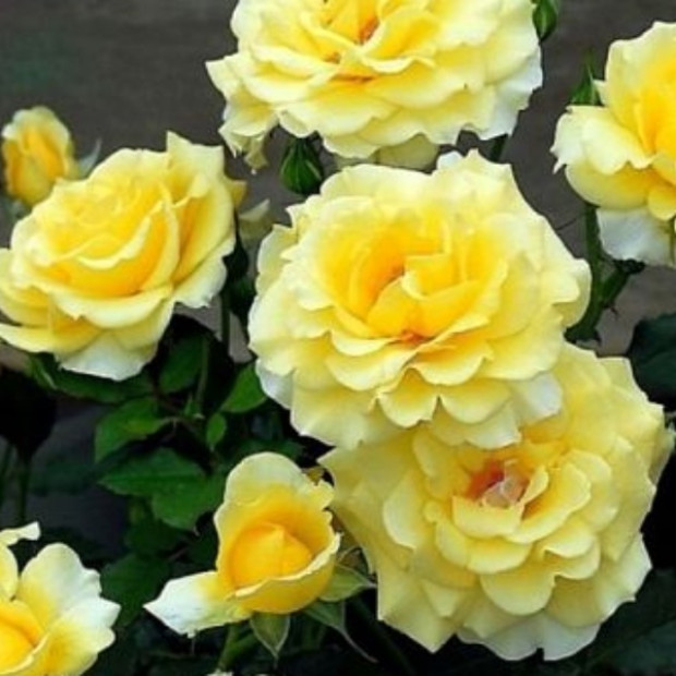 Фото 2. Роза 