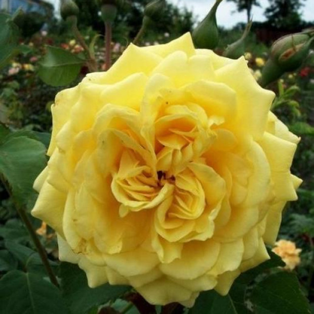 Фото 1. Роза 