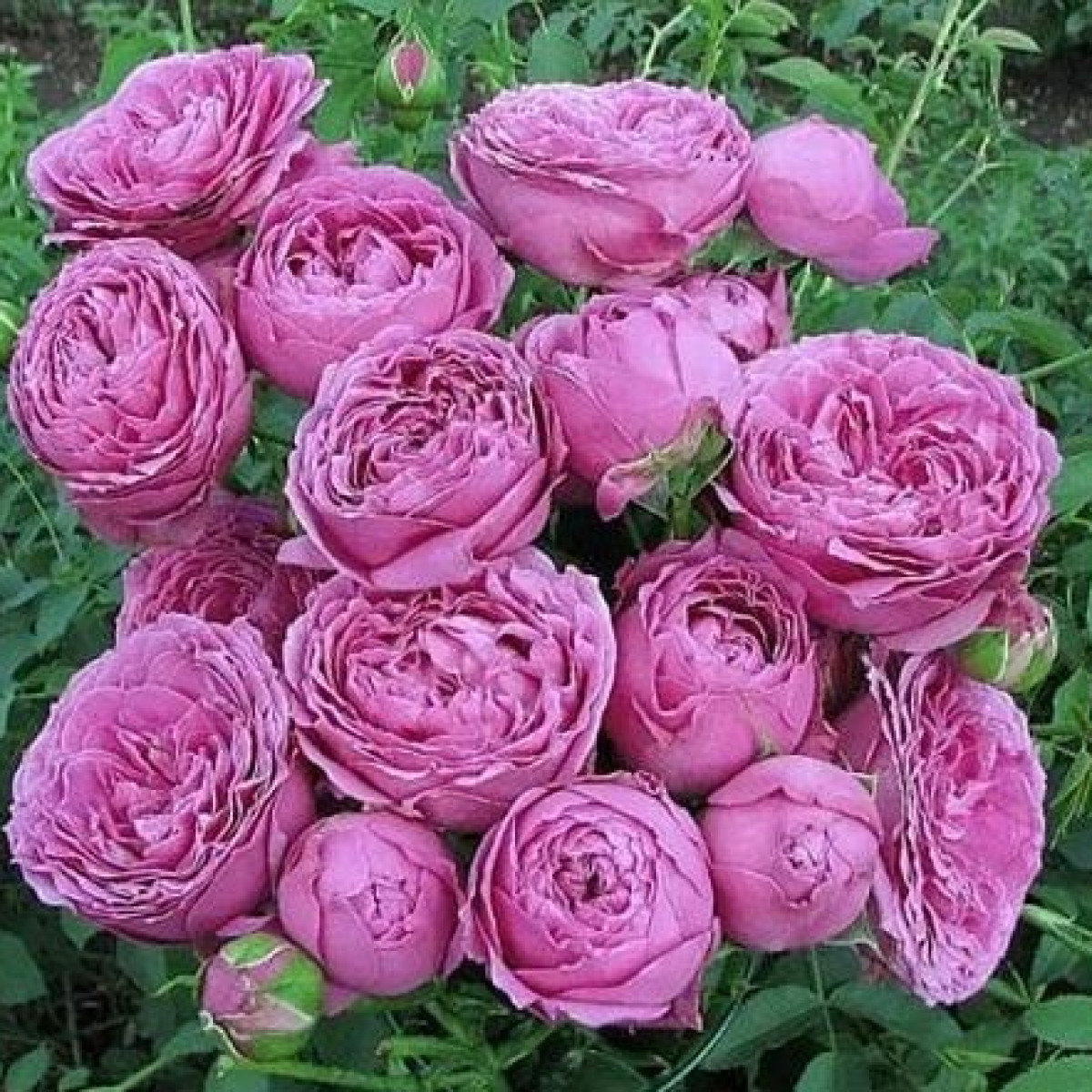 Роза Misty Bubbles в каталоге СЦ Корекозево