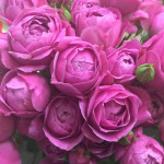 Миниатюра 4. Роза 