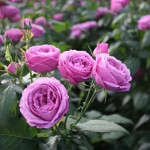 Миниатюра 2. Роза 