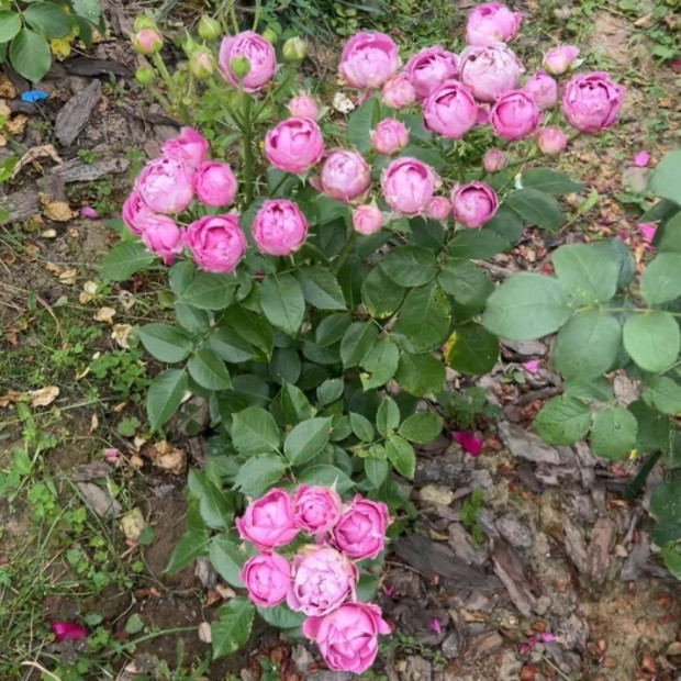 Фото 3. Роза 