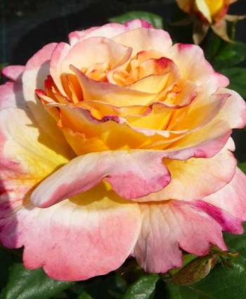 Роза Aquarell в каталоге СЦ Корекозево