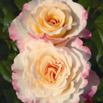 Миниатюра 4. Роза 