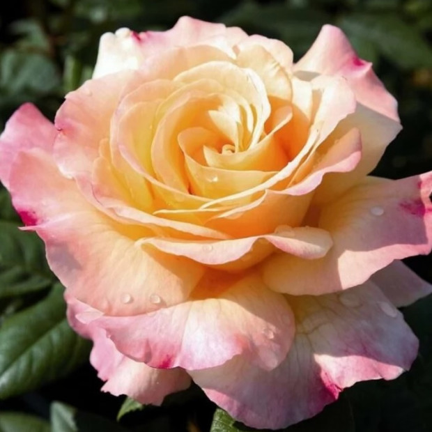 Фото 3. Роза 