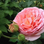 Миниатюра 2. Роза 