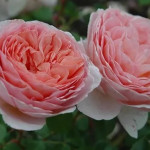 Миниатюра 3. Роза 