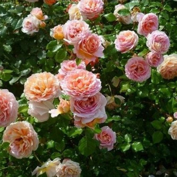 Фото 4. Роза 