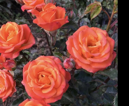 Роза Orange Baby в каталоге СЦ Корекозево