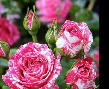 Роза Pink Flash в каталоге СЦ Корекозево