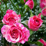 Миниатюра 2. Роза 