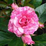 Миниатюра 4. Роза 