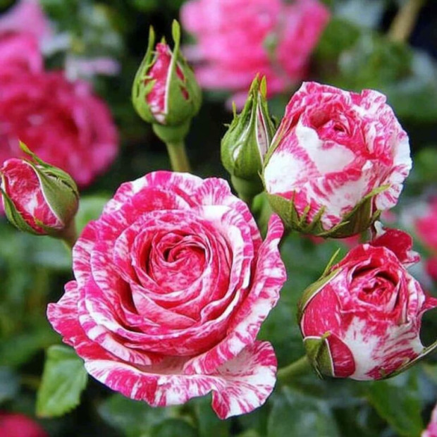 Фото 1. Роза 