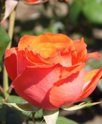 Роза Jelica в каталоге СЦ Корекозево