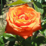 Миниатюра 2. Роза 