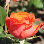 Миниатюра 1. Роза 