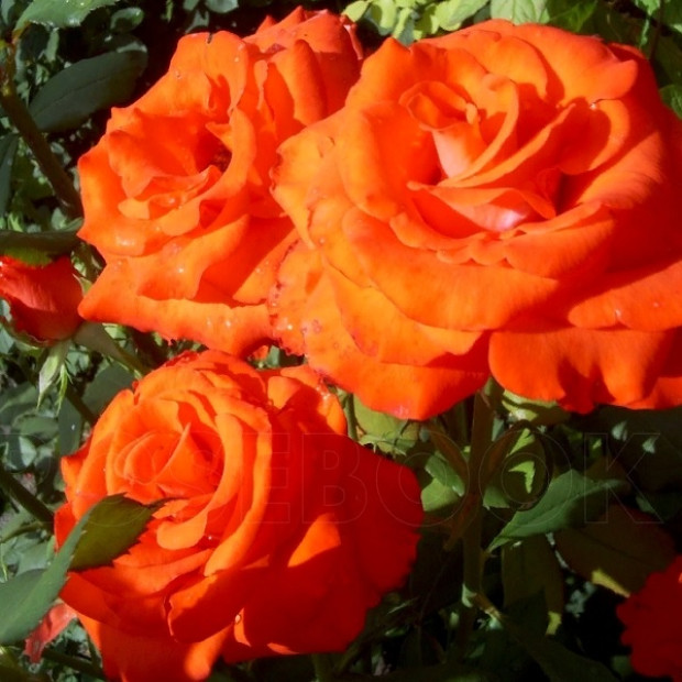 Фото 3. Роза 