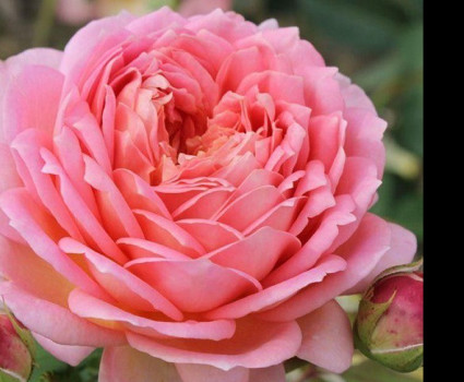 Роза Jubilee Celebration в каталоге СЦ Корекозево