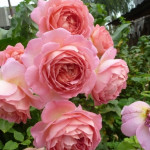 Миниатюра 3. Роза 