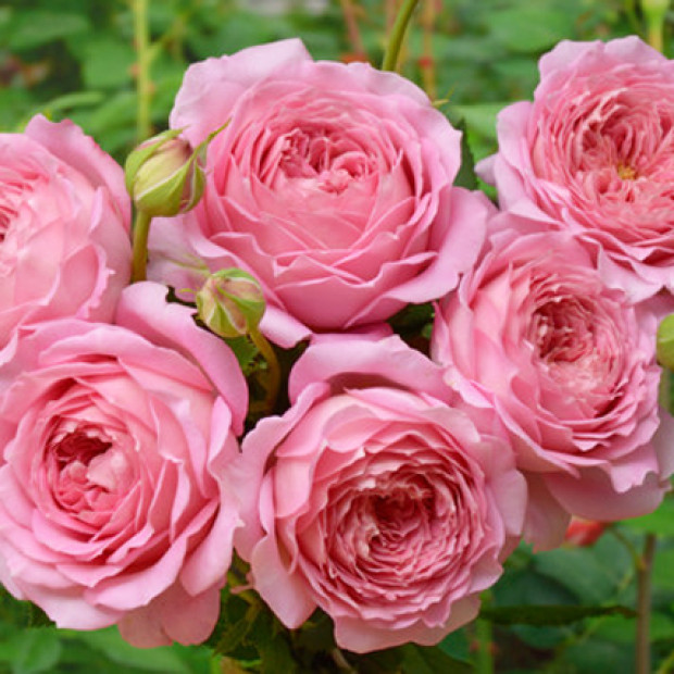 Фото 2. Роза 