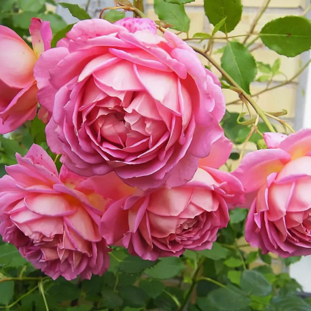 Фото 4. Роза 