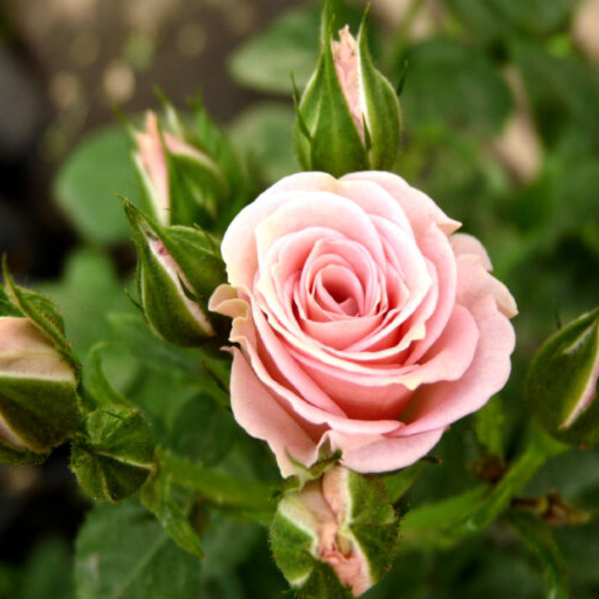 Роза Lydia в каталоге СЦ Корекозево