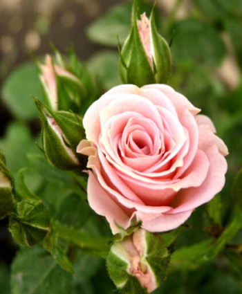 Роза Lydia в каталоге СЦ Корекозево