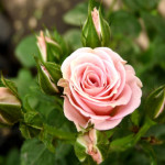 Миниатюра 1. Роза 