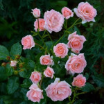 Миниатюра 3. Роза 