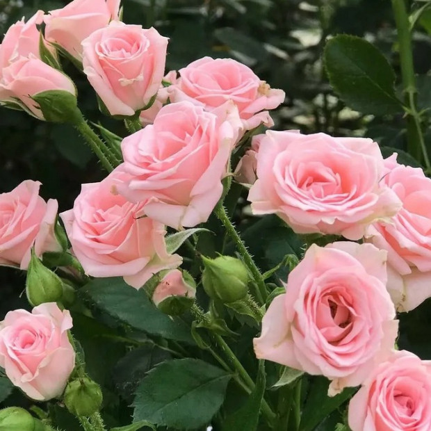 Фото 4. Роза 