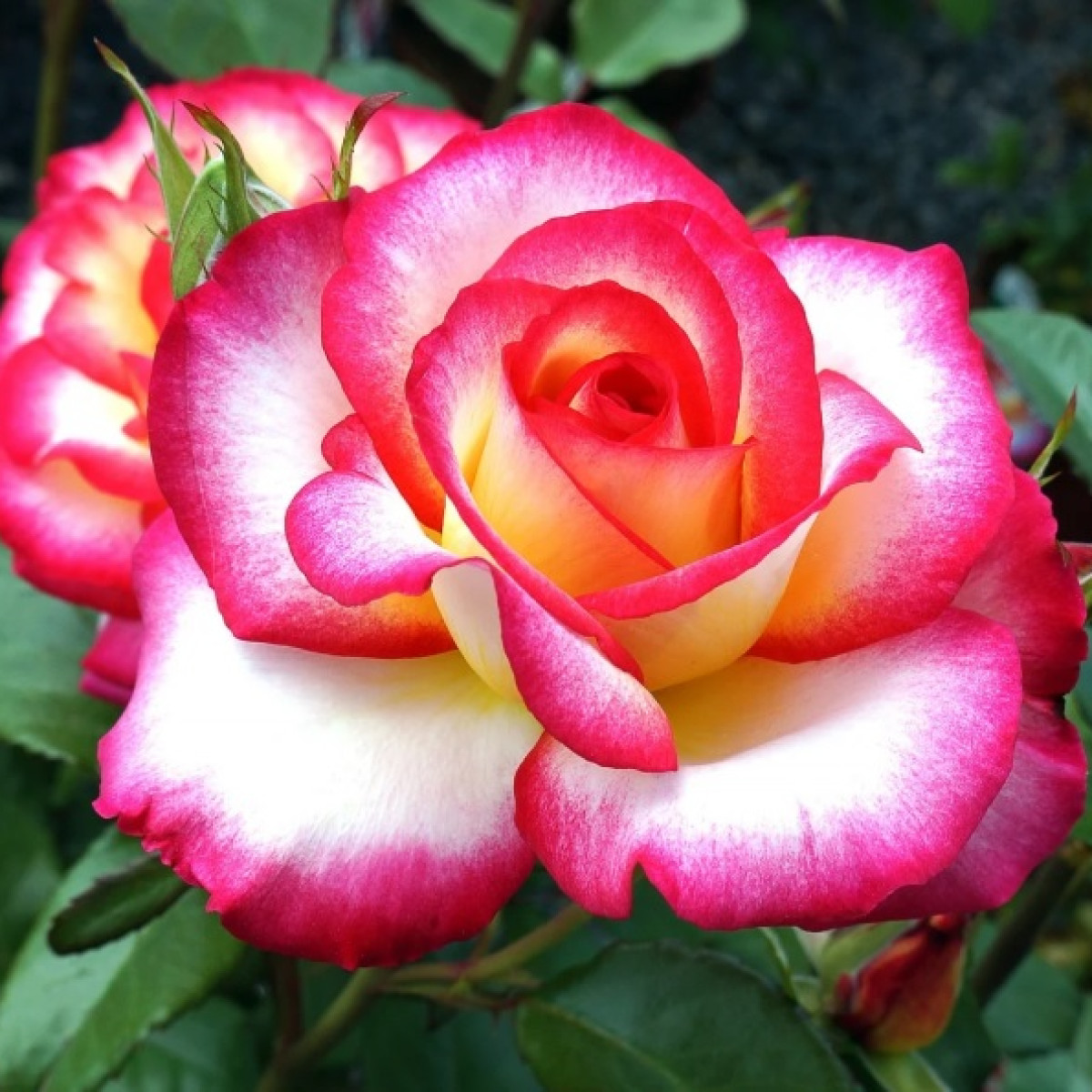 Роза Amazon в каталоге СЦ Корекозево