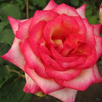 Миниатюра 2. Роза 