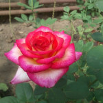 Миниатюра 3. Роза 