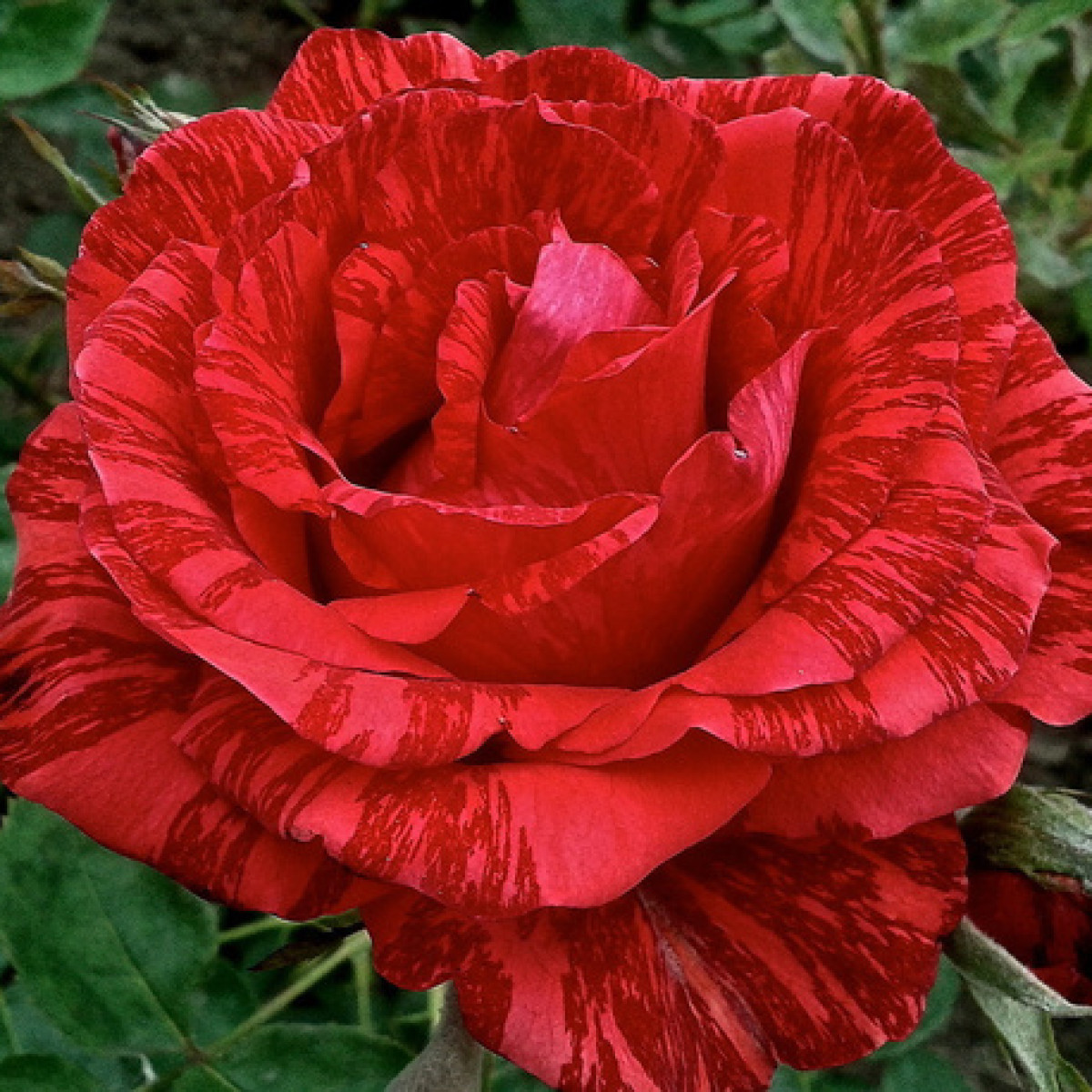 Роза Red Intuition в каталоге СЦ Корекозево