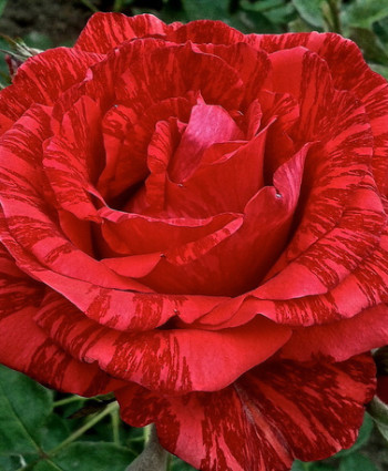 Роза Red Intuition в каталоге СЦ Корекозево