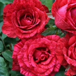 Миниатюра 2. Роза 