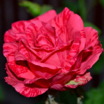 Миниатюра 4. Роза 