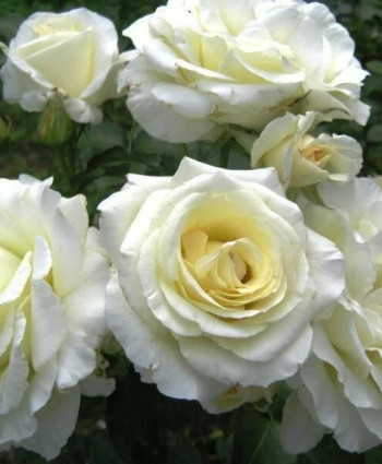 Роза Schneewalzer в каталоге СЦ Корекозево